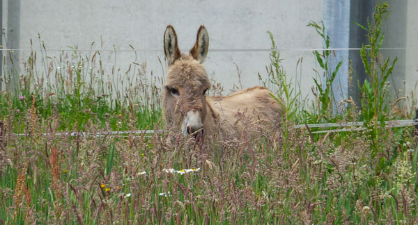 mini-ezel in een kruidige grasweide